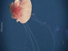 -福州罗源湾海洋世界旅游区