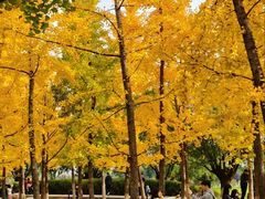 -汉长安城未央宫国家考古遗址公园