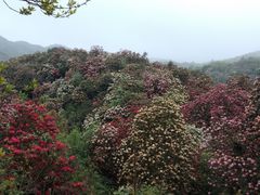-贵州百里杜鹃风景名胜区