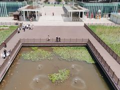 -微山湖红荷湿地景区