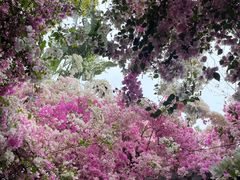 -深圳国际园林花卉博览园