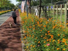 -上海长兴岛郊野公园