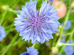 -花开海上生态园