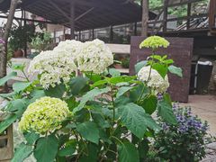 -Local泰莲庭(虹鳟鱼店)