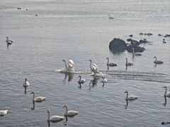 -烟墩角天鹅湖