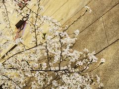 -武汉大学-樱园