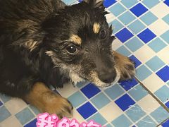 -FAELING PETS美天灵宠物(富力广场店)