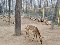 -合肥滨湖国家森林公园