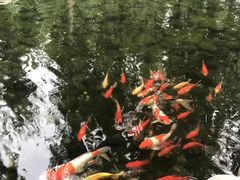 -林间山庄