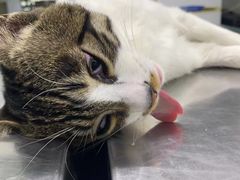 -瑞派动物医院·猫专科·至诚(江南中分院)