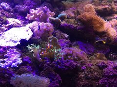 -悉尼海洋生物水族馆