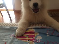 -翊宠yipet猫狗购宠庄园犬舍•猫舍