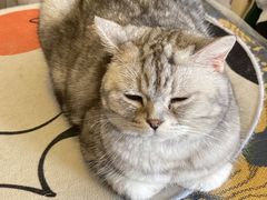 -平行世界·猫咖(首经贸店)