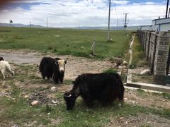 -青海湖国家重点风景名胜区