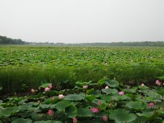 -西青郊野公园