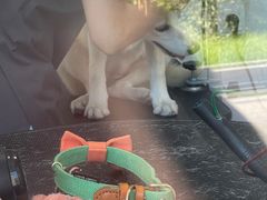 -宠颐生动物医院·心脏科·保险定点(锦阳分院)