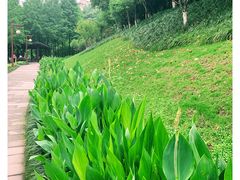 -重庆彩云湖湿地公园