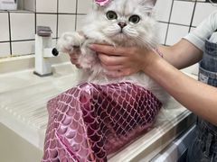 -猫大福·Fortune Cat猫舍(百子湾店)