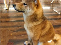 -豆柴町-柴犬主题狗咖(红鼎国际C座店)