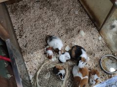-上海大自然野生昆虫馆(东方明珠·爬宠昆虫探索中心)
