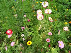 -桤木河湿地公园