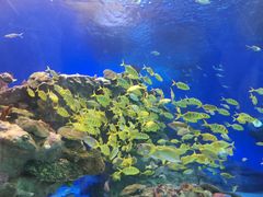 -海合安成都极地海洋公园