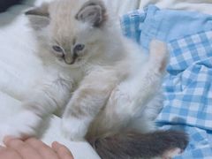-喵zoo家庭繁育猫舍(尖东智能花园店)