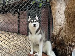 -TrueLove @ Neverland (Husky Cafe)