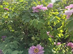 -洛阳市隋唐城遗址植物园