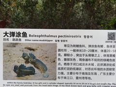 -大亚湾红树林城市湿地公园