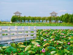 -呼兰河口湿地公园