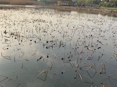 -荷塘月色湿地公园·向阳花洲