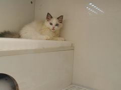 -lincat·猫舍(广州店)
