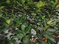 -天怡·鱼工厂(梅溪湖店)
