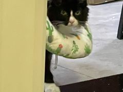 -喜多萌中农锦绣动物医院24H·猫科·牙科MRI·CT