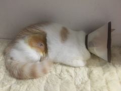 -创凡宠物医院·骨专科  猫科中心(西乡分院)