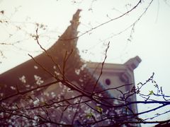 -武汉大学-樱园