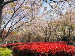 -高东镇樱花园