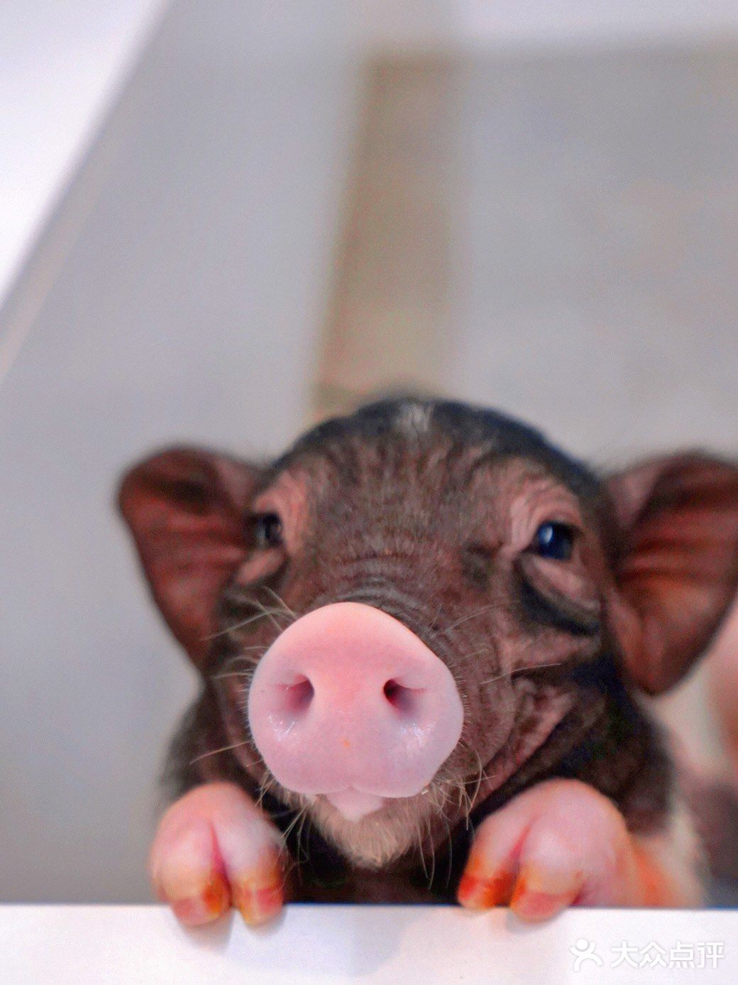 萌宠家族进商城了🔥还有二师兄🐷太可爱了‼️口水都从嘴角流了下来