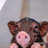 萌宠家族进商城了🔥还有二师兄🐷太可爱了‼️口水都从嘴角流了下来