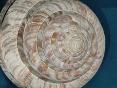 -青岛贝壳博物馆