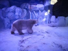 -芜湖新华联大白鲸海洋公园