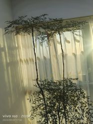 -HEYAN荷妍专业脱毛连锁机构