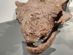 -大连自然博物馆
