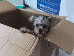 -瑞鹏瑞爱宠物医院·全科·猫科·血液透析中心(龙头寺店)