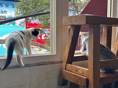 -马文章胖子甑糕(洒金桥店)