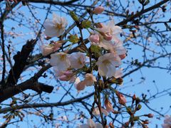 -高东镇樱花园