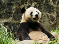 -都江堰中华大熊猫苑