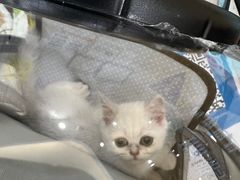 -瑞鹏宠物医院·眼科·皮肤·中兽医(大悦城分院)