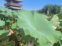 -白洋淀风景区